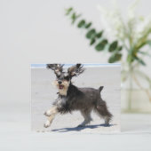 Schnauzer - Jr is een Gelukkige Jongen! Briefkaart (Staand voorkant)