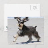 Schnauzer - Jr is een Gelukkige Jongen! Briefkaart (Voorkant / Achterkant)
