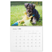 Schnauzer Kalender (Jan 2026)
