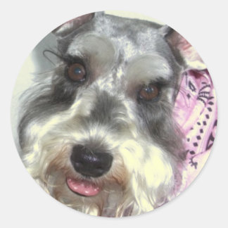 Schnauzer LOVE Ronde Sticker