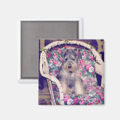 Schnauzer Magnet (Voorkant / Achterkant)