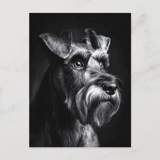 Schnauzer Monochroom Portret Briefkaart (Voorkant)
