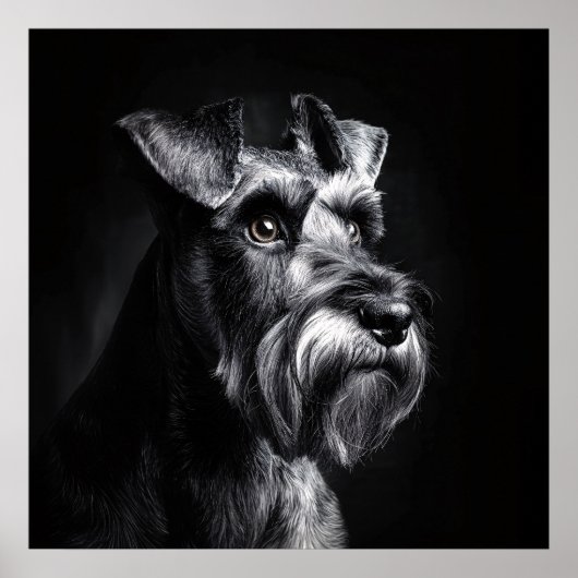 Schnauzer Monochroom Portret Poster (Voorkant)