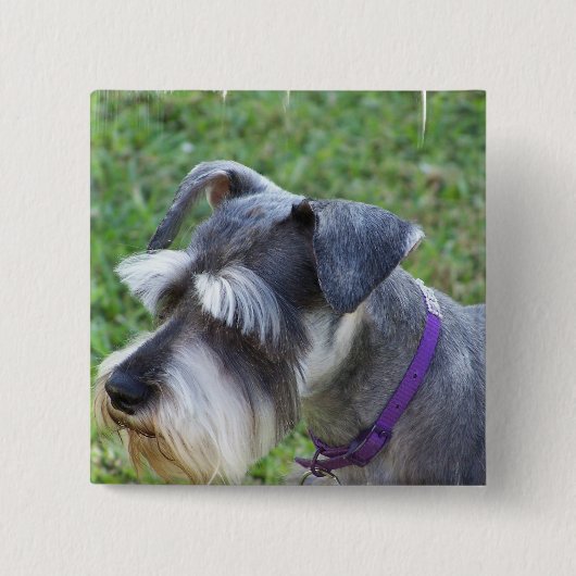 Schnauzer Pin Vierkante Button 5,1 Cm (Voorkant)