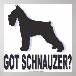 schnauzer poster