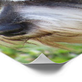 Schnauzer-Poster Poster (Hoek)