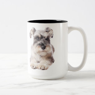 schnauzer puppy mok