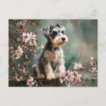 Schnauzer Puppy Tussen Lente Kersenbloesems