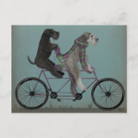 Schnauzer Tandem