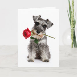 Schnauzer Valentine – Trouw Liefde met een Roos Kaart