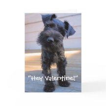 Schnauzer Valentine's Day Card
