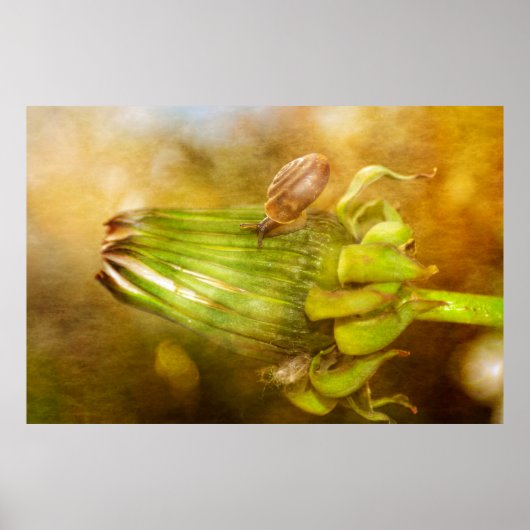 Schnecke auf Löwenzahn Poster (Voorkant)