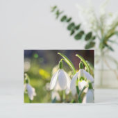 Schneeglöckchen läuten den Frühling ein Briefkaart (Staand voorkant)