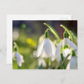 Schneeglöckchen läuten den Frühling ein Briefkaart (Voorkant / Achterkant)