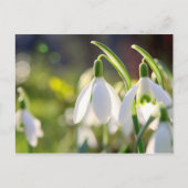 Schneeglöckchen läuten den Frühling ein Briefkaart (Voorkant)