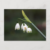 Schneeglöckchen läutet den Frühling ein Briefkaart (Voorkant)