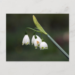 Schneeglöckchen läutet den Frühling ein Briefkaart