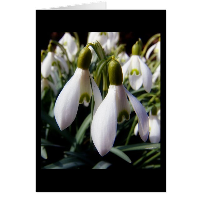 schneegloeckchen (Voorkant)