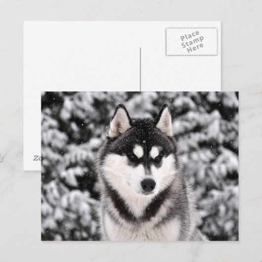 schneezauber briefkaart (Voorkant / Achterkant)