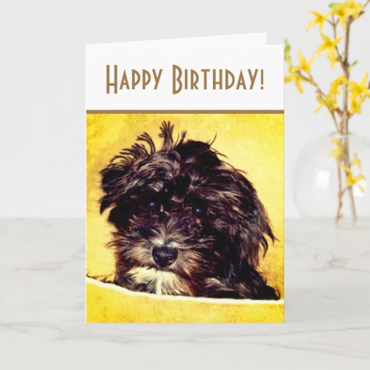 Schnoodle Dog Bright Birthday Kaart (Gele Bloem)