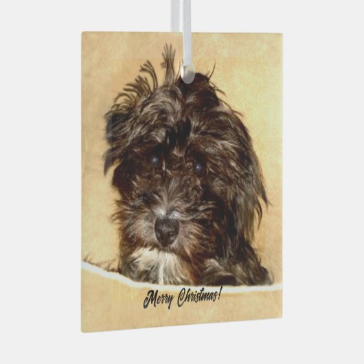 Schnoodle Dog Glass Ornament (Voorkant Rechts)