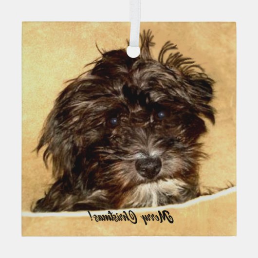 Schnoodle Dog Glass Ornament (Achterkant)