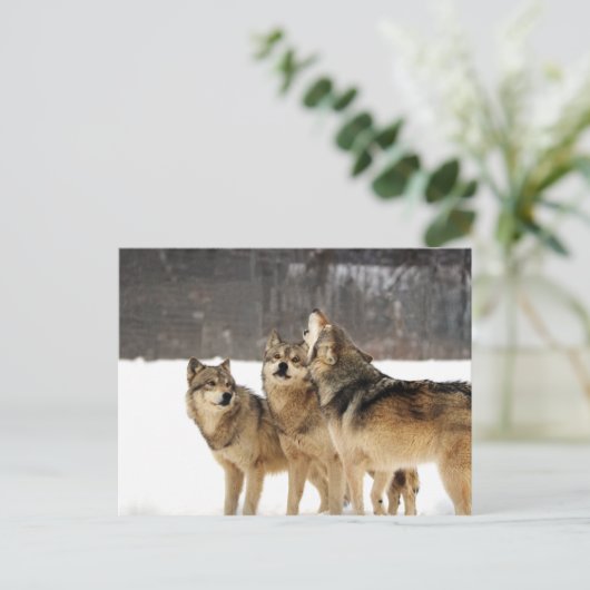 Schok en ooien briefkaart (Staand voorkant)