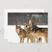 Schok en ooien briefkaart (Voorkant / Achterkant)