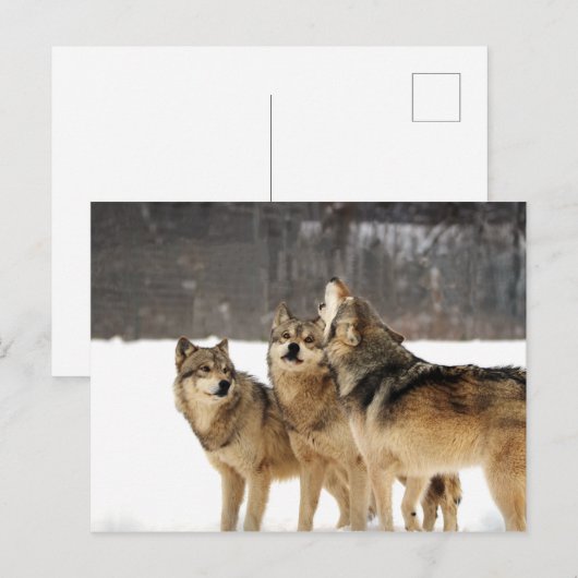 Schok en ooien briefkaart (Voorkant / Achterkant)