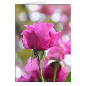 Schokroze mooie Roos Kaart (Voorkant)