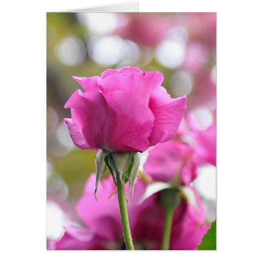 Schokroze mooie Roos Kaart (Voorkant)