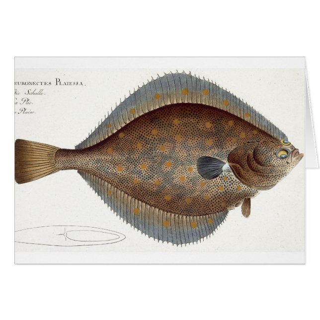 Schol (Pleuronectes Platessa) bord XLII uit 'Ic (Voorkant Horizontaal)