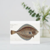 Schol (Pleuronectes Platessa) bord XLII uit 'Ic Briefkaart (Staand voorkant)