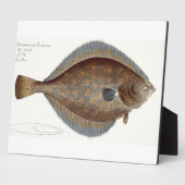 Schol (Pleuronectes Platessa) bord XLII uit 'Ic Fotoplaat (Zijkant)