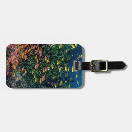 Scholen van visswim in rif bagagelabel (Voorkant horizontaal)