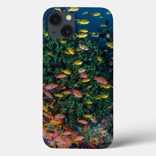 Scholen vissen zwemmen in rif Case-Mate iPhone case (Achterkant)