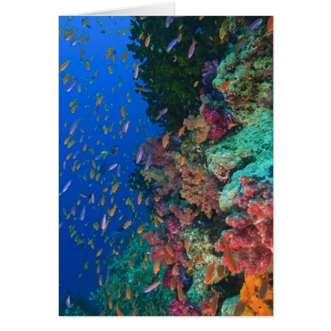 Scholende Fairy Basslets (Pseudanthias (Voorkant)