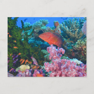 scholende Fairy Basslets (Pseudanthias Briefkaart