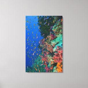 Scholende Fairy Basslets (Pseudanthias Canvas Afdruk