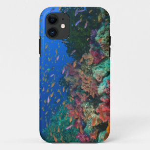 Scholende Fairy Basslets (Pseudanthias Case-Mate iPhone Case