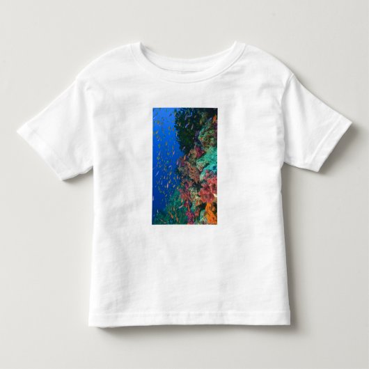 Scholende Fairy Basslets (Pseudanthias Kinder Shirts (Voorkant)