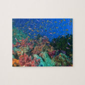 Scholende Fairy Basslets (Pseudanthias Legpuzzel (Horizontaal)