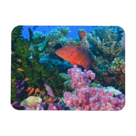 scholende Fairy Basslets  (Pseudanthias Magneet (Horizontaal)