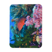 scholende Fairy Basslets  (Pseudanthias Magneet (Verticaal)