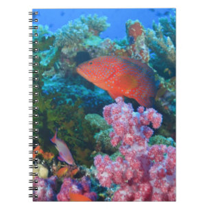 scholende Fairy Basslets (Pseudanthias Notitieboek