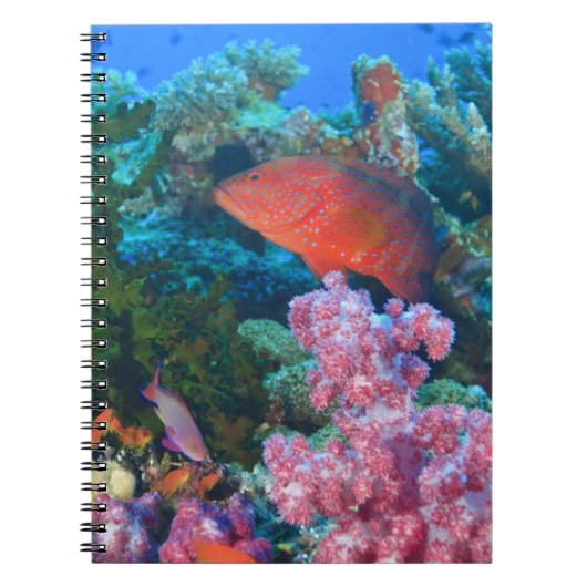 scholende Fairy Basslets  (Pseudanthias Notitieboek (Voorkant)