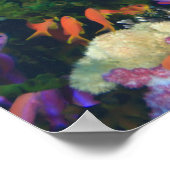 scholende Fairy Basslets  (Pseudanthias Poster (Hoek)