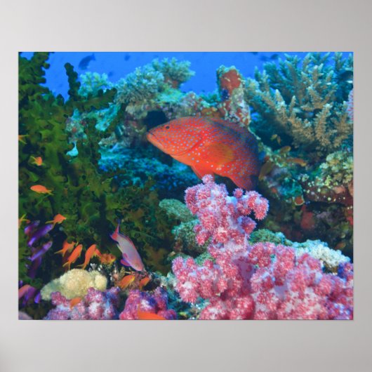 scholende Fairy Basslets  (Pseudanthias Poster (Voorkant)
