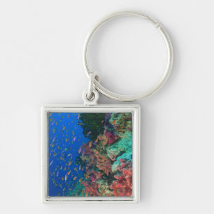 Scholende Fairy Basslets (Pseudanthias Sleutelhanger
