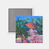 scholing Fairy Basslets (Pseudanthias Magneet (Voorkant / Achterkant)